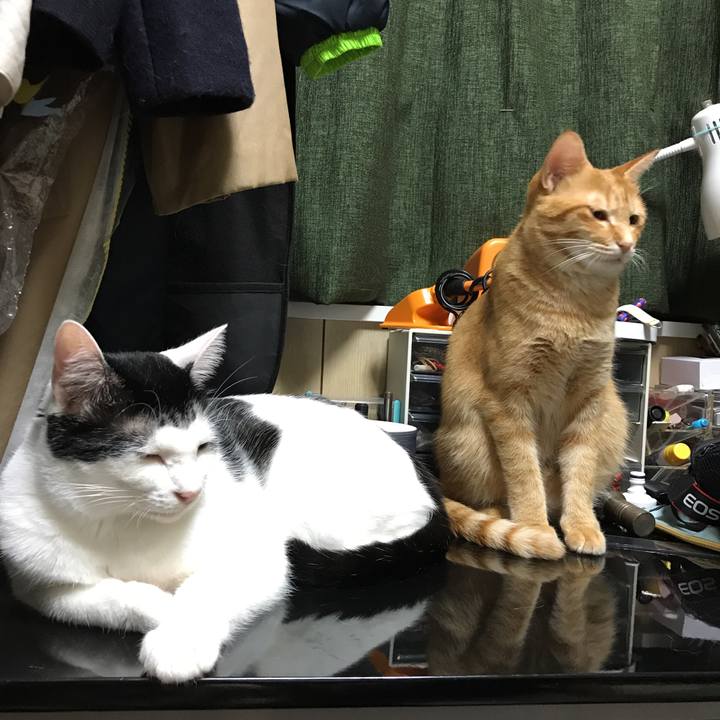 3c4e00fc 552f 4775 80f2 dd890d78ebc7