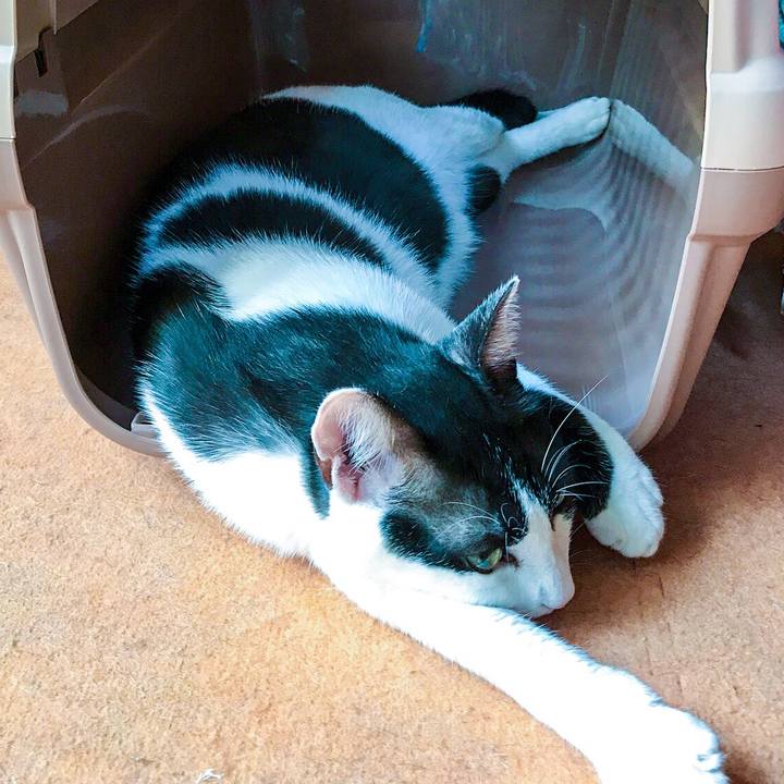 3c51f1ca e28d 488a b537 5742b5905be3