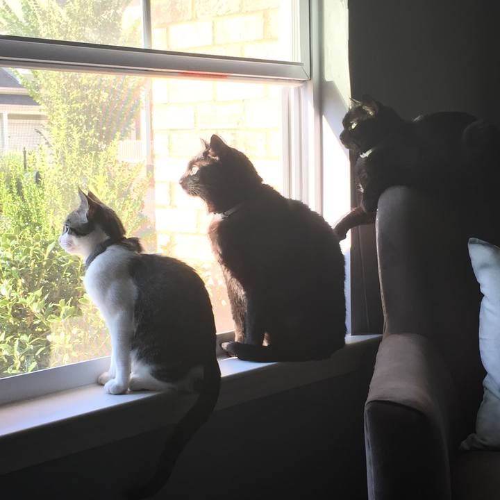 3c60a808 3270 4b21 822d 06a608fb2766