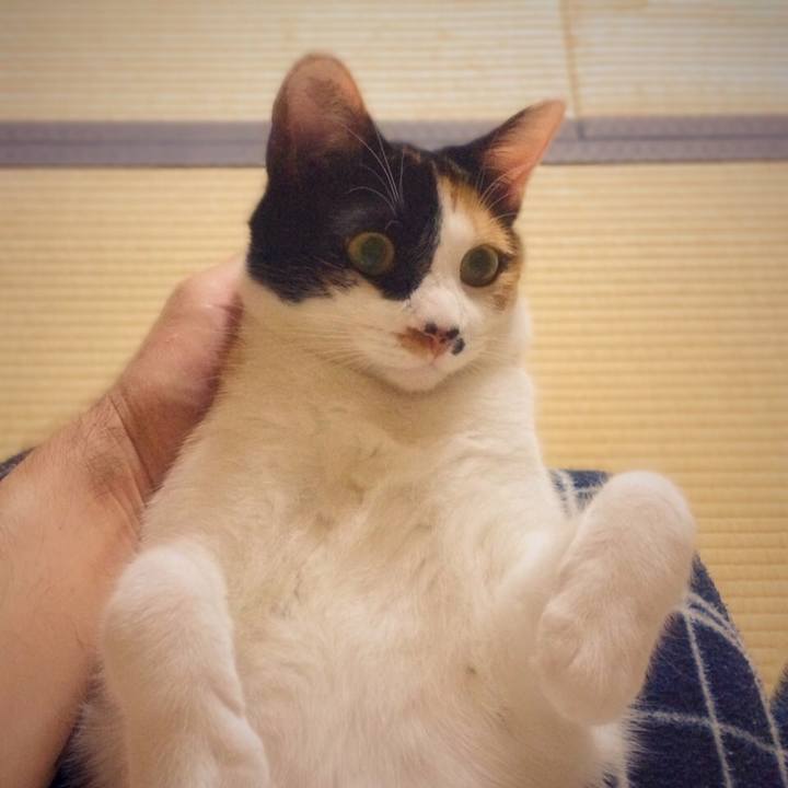 3c7c58c1 93f6 4ce6 9bd9 6d01b88ff36b