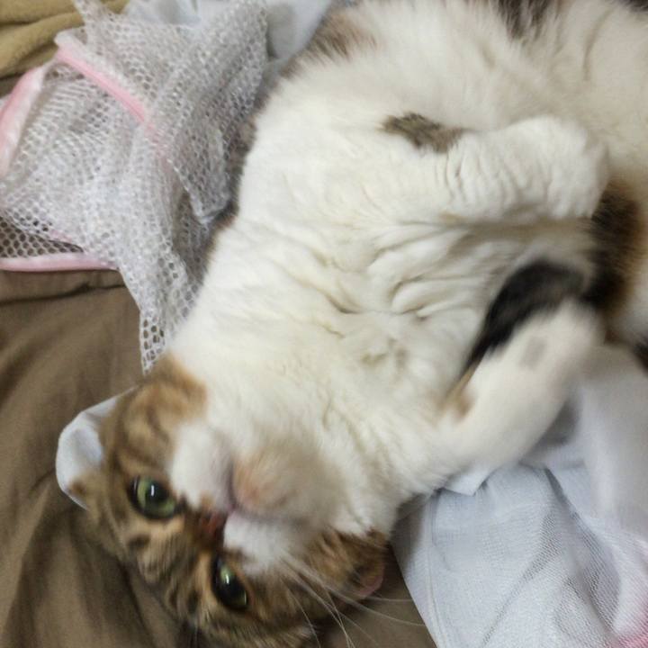 3c7cc4cb d9a7 4995 a2a2 cde2cb0f2d31