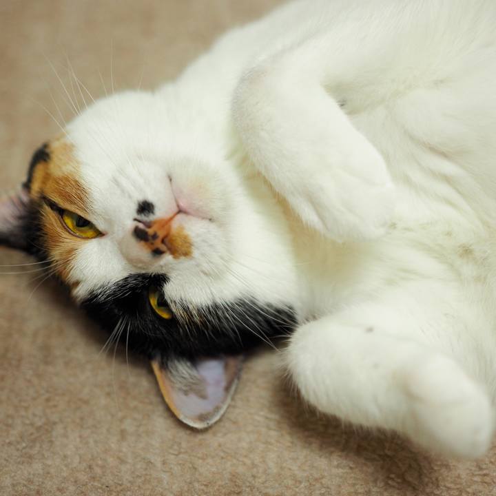 3c8008c0 d40e 4371 9d46 54b70706e5ce