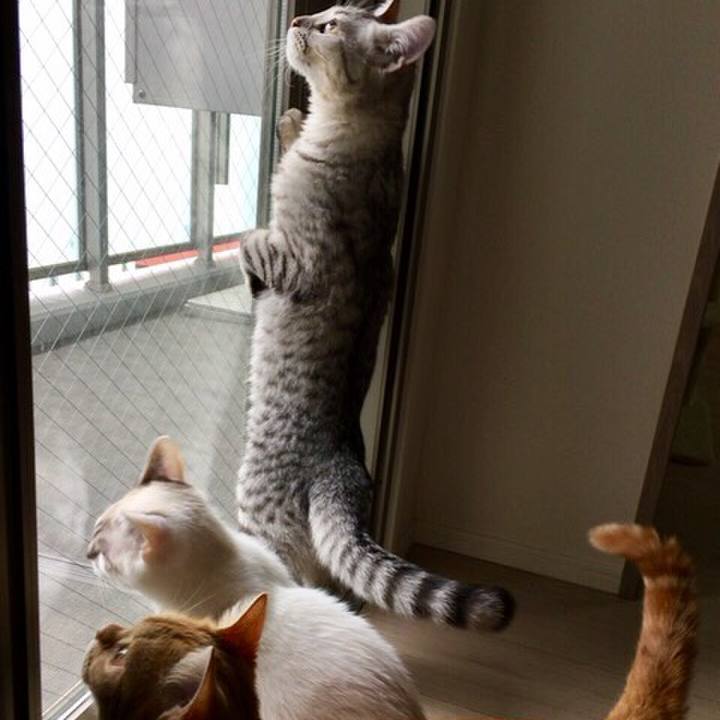 3c83a08f 587d 4818 be85 e4384c943222