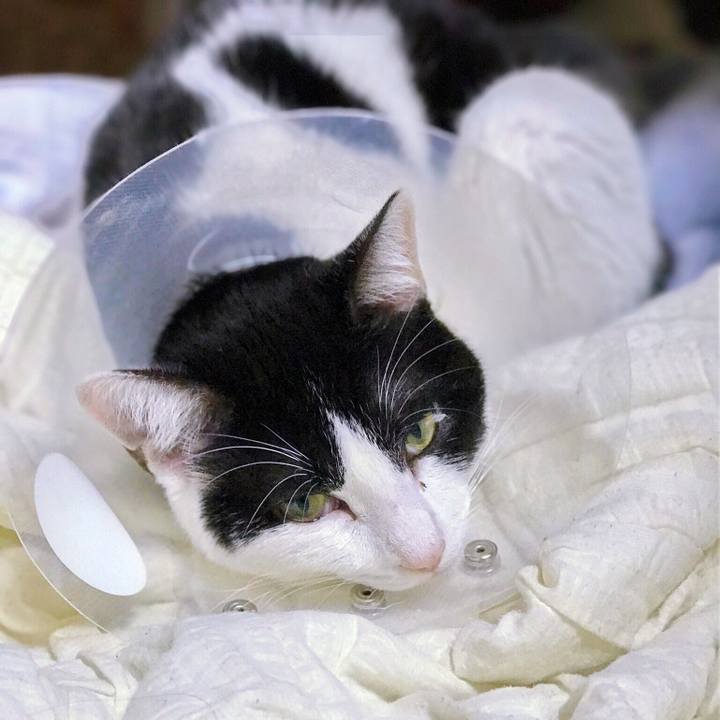 3c8b8a5c cbd3 44e5 81c9 0db1e28738d0