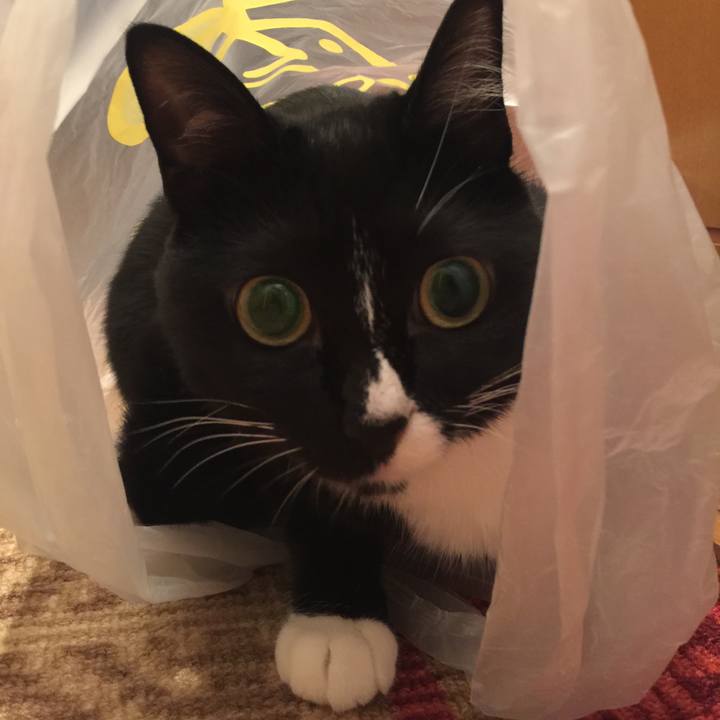 3c903844 804c 4719 8684 bea969a5f86d