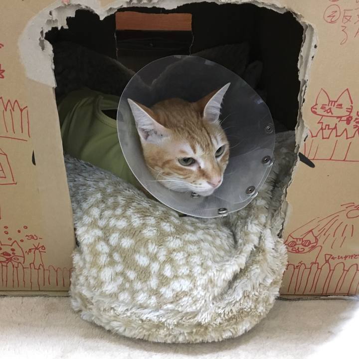 3c961173 4a46 4f81 9e2c c6d5b2d076ca