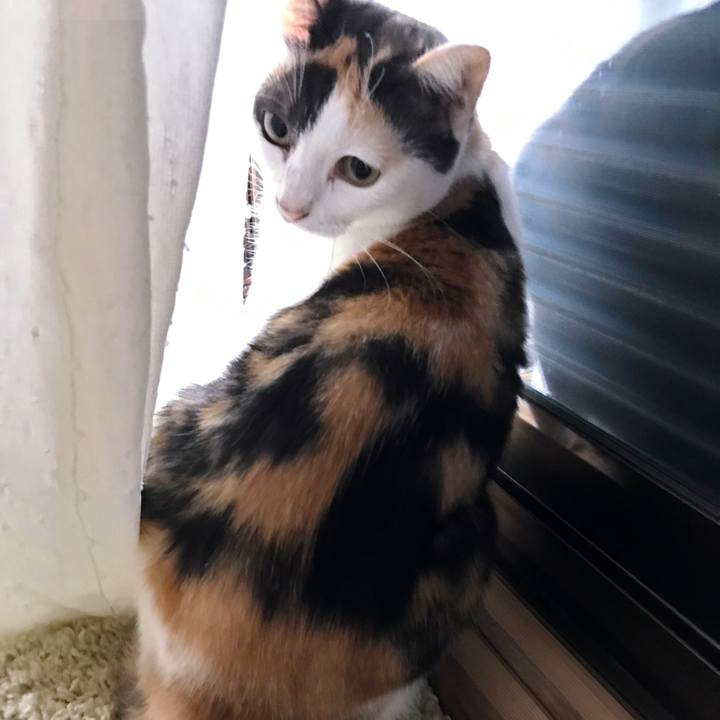 3c973dab 54ce 4cb7 b97c a89596198a4b