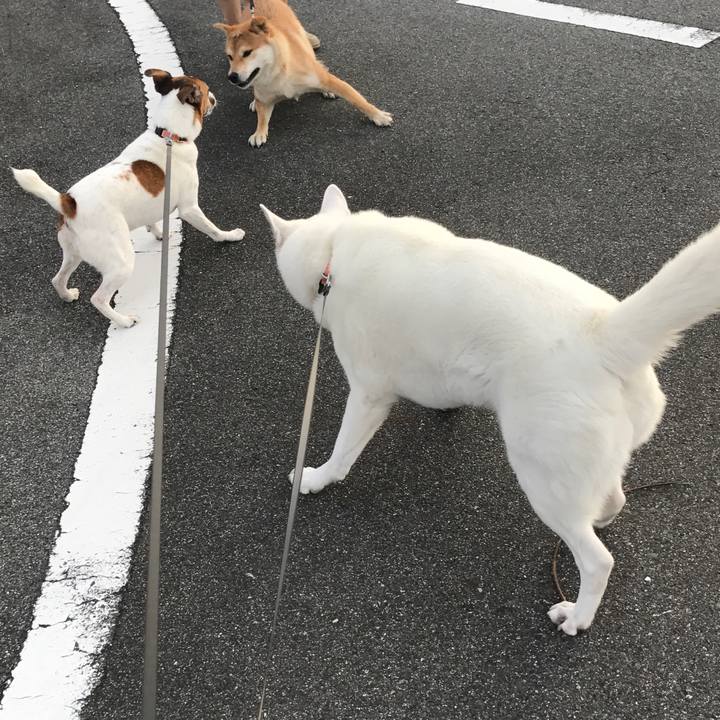 3c9a04d4 e11e 4384 a740 40e21dcd6e40