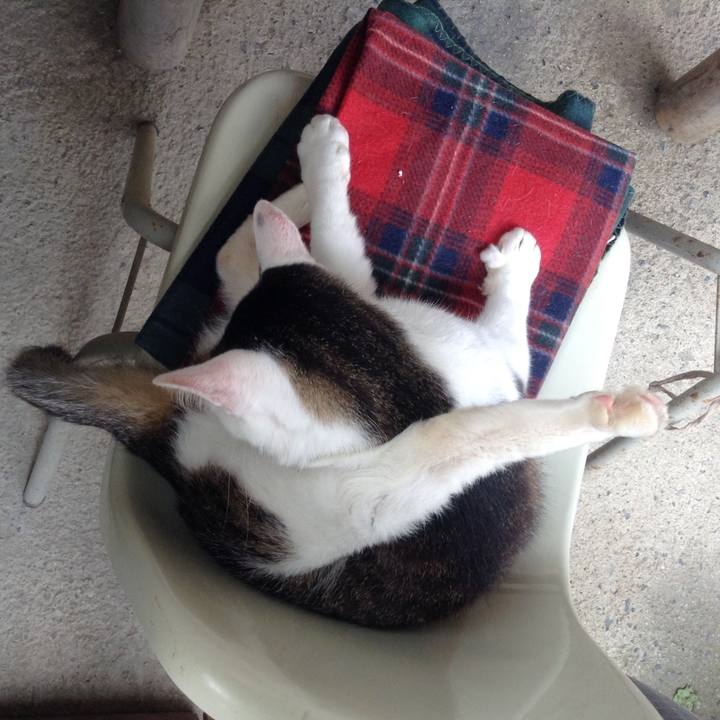 3c9e0d7a 0568 4e0d 9155 b78a035fc70a