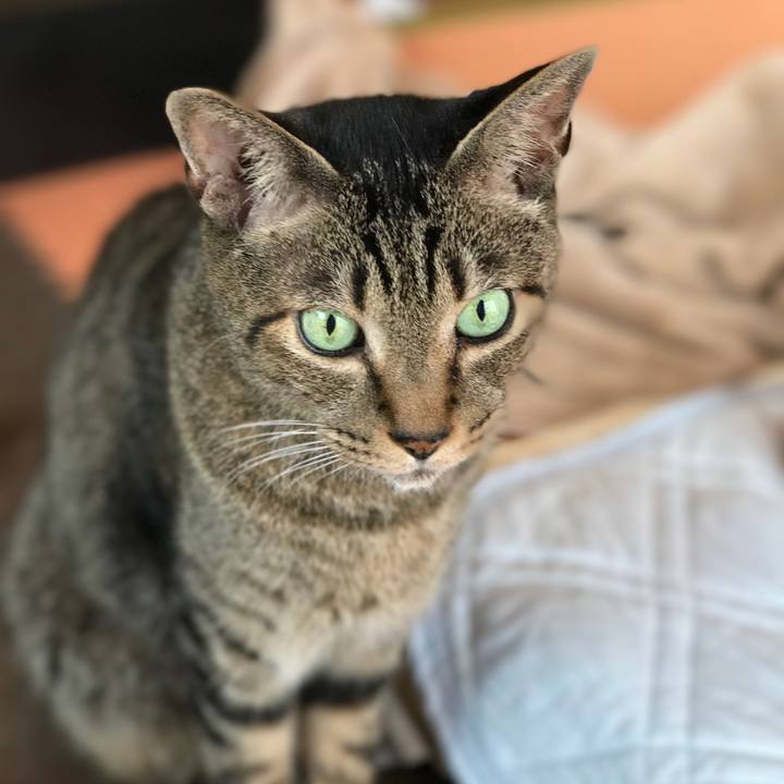 3ca5d81b daca 4879 b09d 327be829cd11