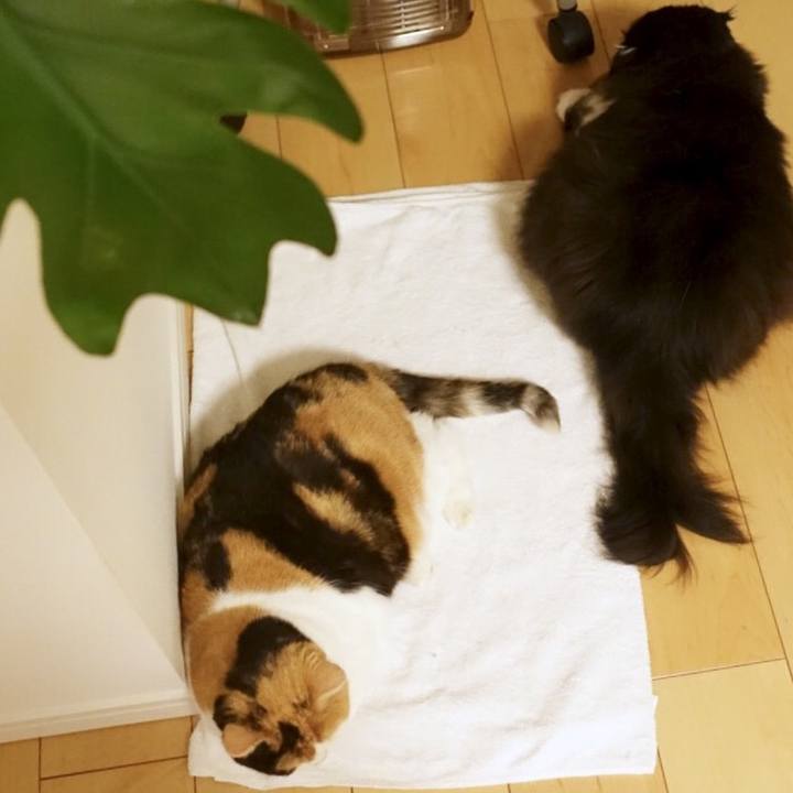 3cc0a6cc ec69 48ca b496 a640012a1246