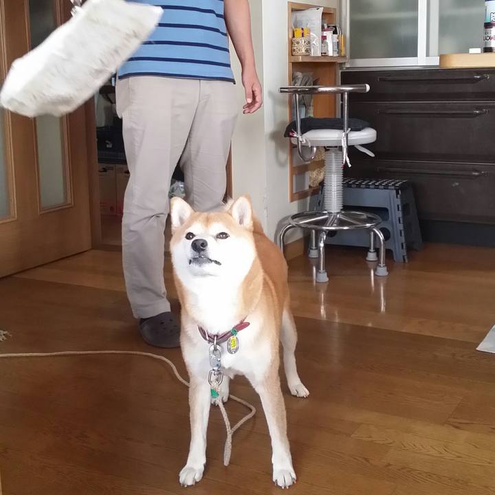 3cc390ef 62c1 45e6 ae96 afee48436294