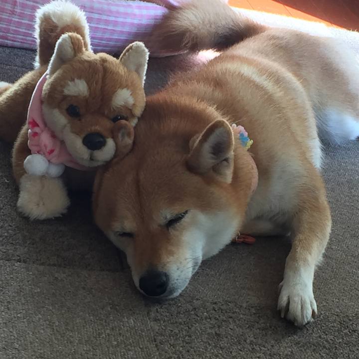 3cc4c7de 6504 4487 bcb9 2e08096d3724