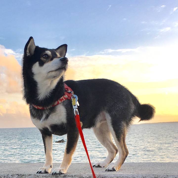 3ccc4a83 66e6 44aa 80e2 b97f29adc168