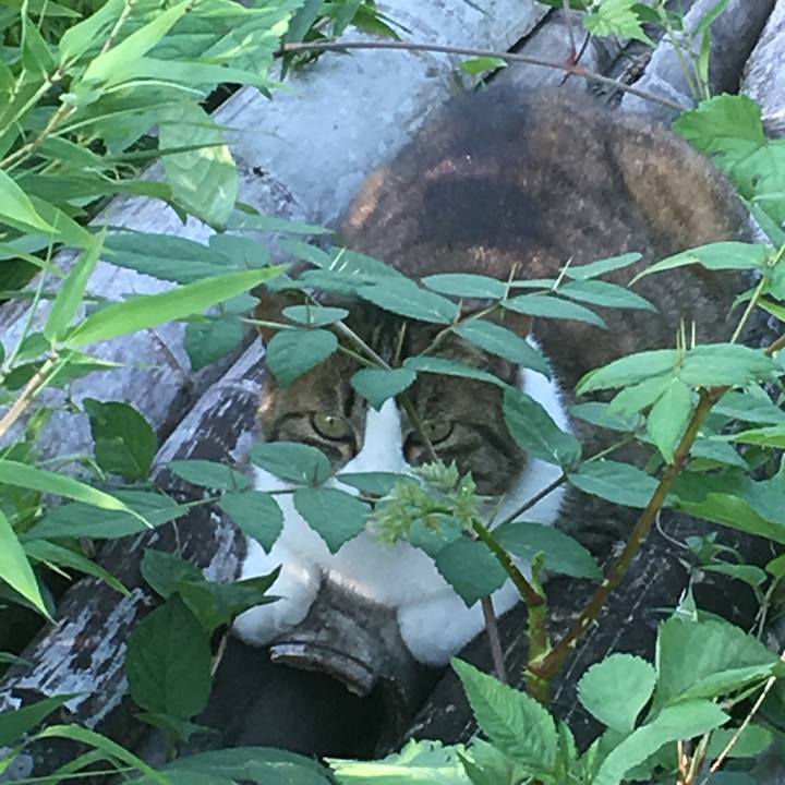 3cccc5dd 5e5e 413c b0ca ca80062e948f