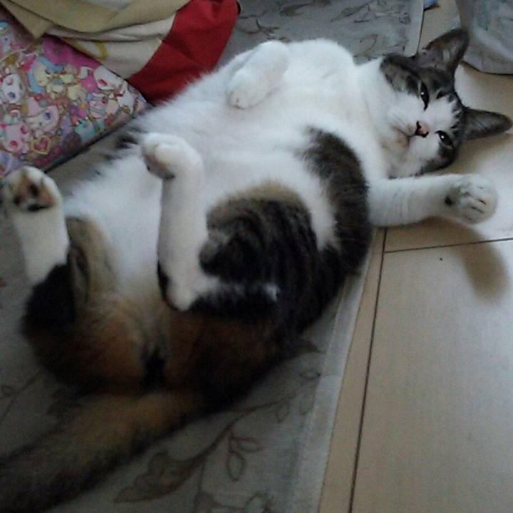 3ccf103e bbc3 4635 b4ff 21cf28d8dbb7