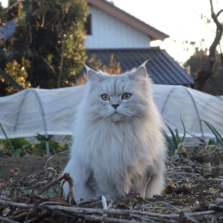 3ccf4c41 1a2b 4272 84ea a69b871fc2af