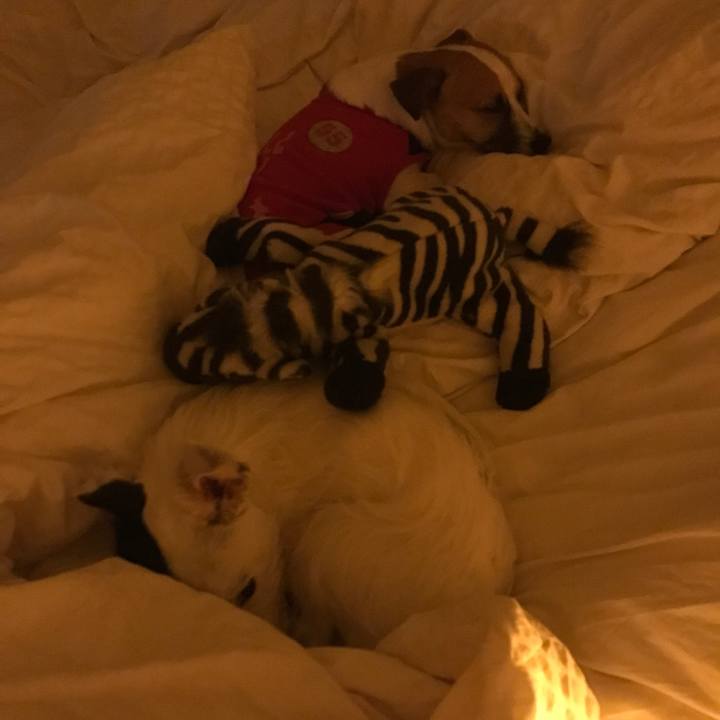 3cd6c7e7 477e 401a 9405 8317b05b254c