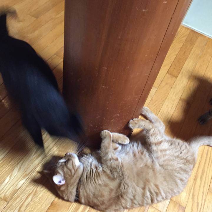 3cdafc6c 527c 4774 bcea 9b20dbb438e7