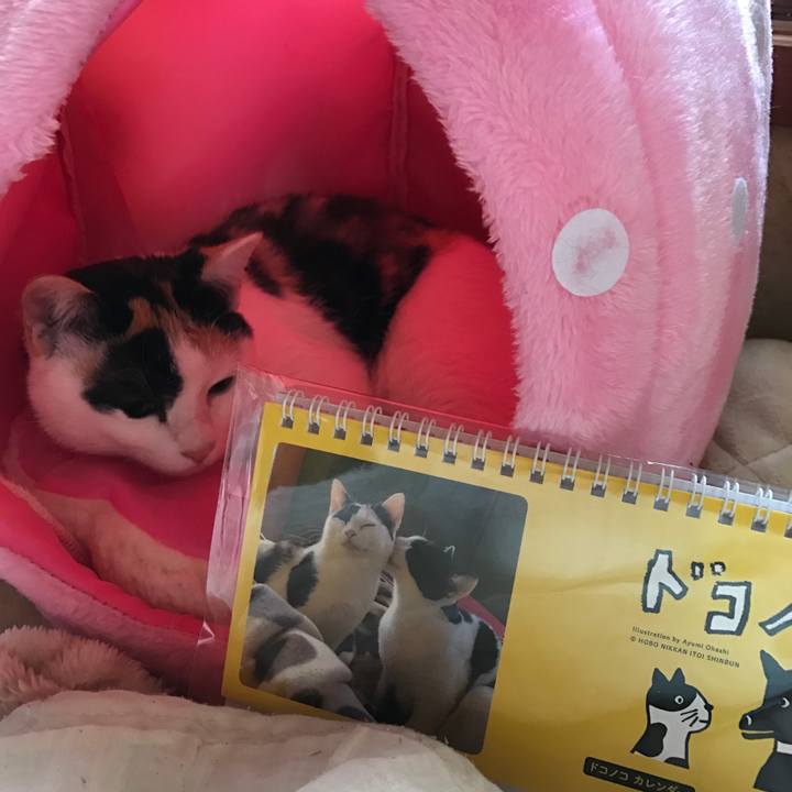 3cee03d3 1c78 407e bb2d 1c6b7ba8b661