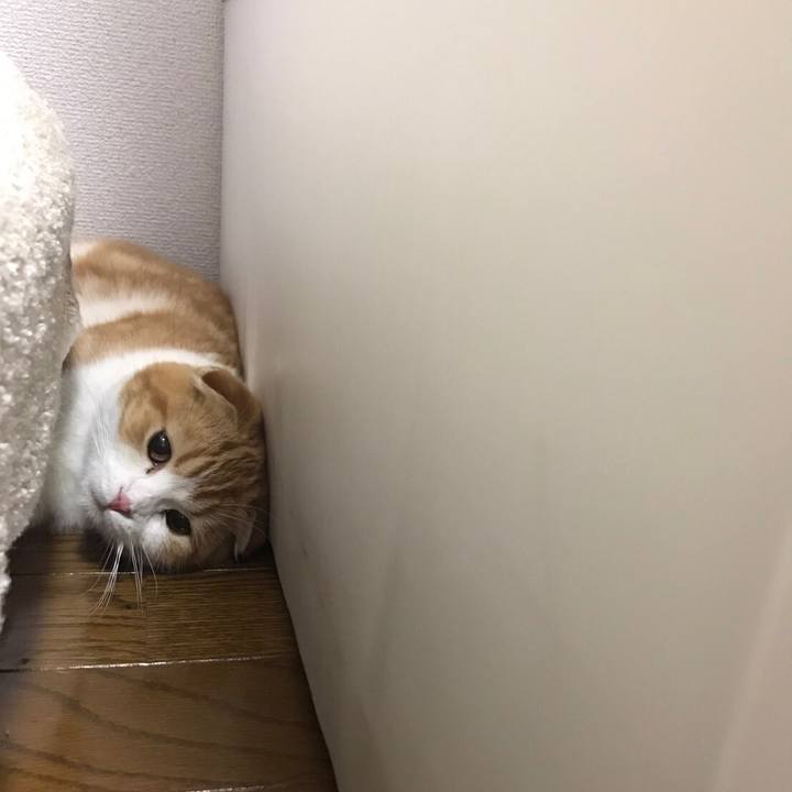 3cf4d21c 219d 43c6 998f 81462aa16640