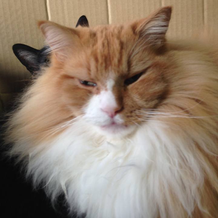 3cff25b8 4b4d 4aaa a9bf fc69db5f1533