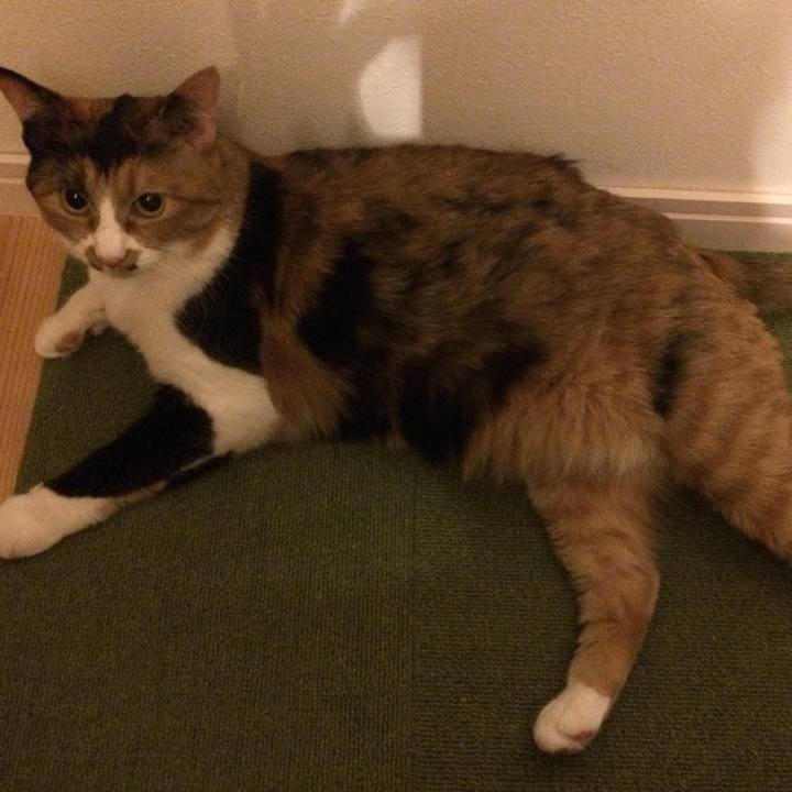 3cff64e8 d60f 46ca a0d4 1032bf0d630b