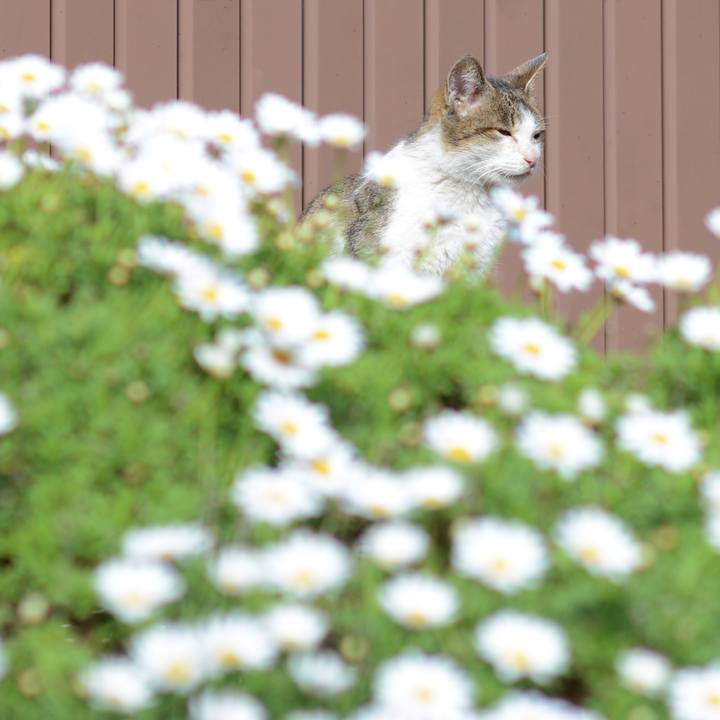 3d121a51 fc2a 4247 b7d0 ccc0ee011fb6