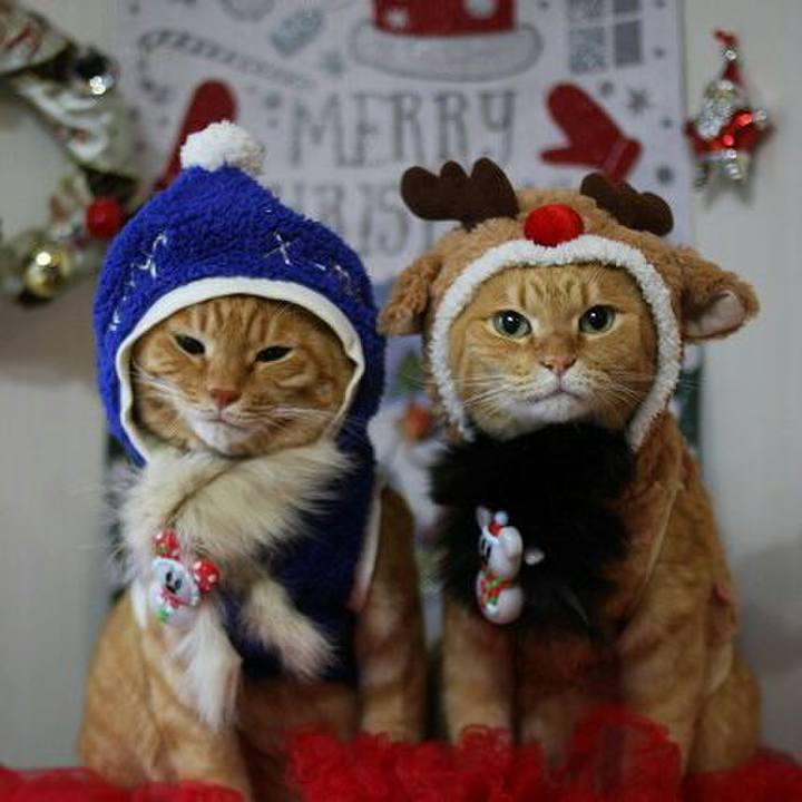 3d403cde e774 4b07 9fde 3f08c64d429f