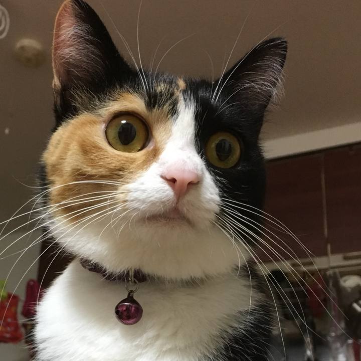 3d4adc53 2e9e 4604 af9f e87ac7849519