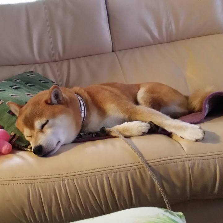 3d5c9515 83a8 4ea7 851b 91a40452476d