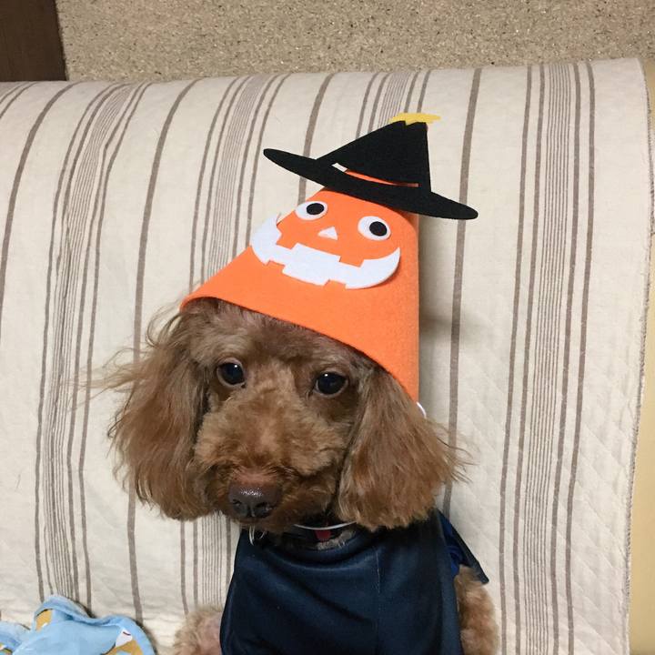 3d70509b 525e 462e 92f1 900c3440c217