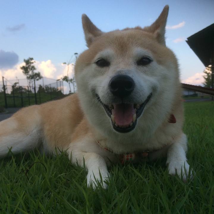 3d92462f 1c9c 4950 bdcb 722670bb649e