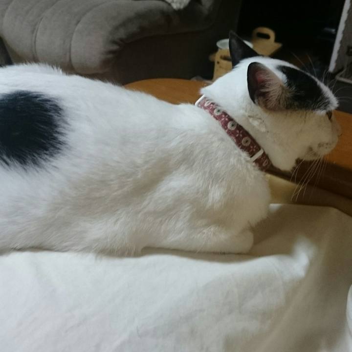 3dc3be5e f99a 4b85 8e19 f33e6a73164f