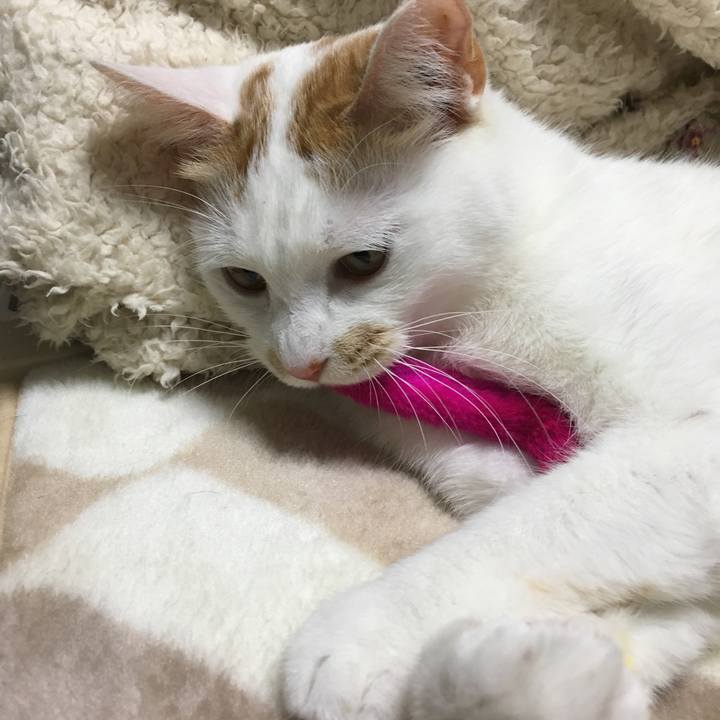 3dc55718 228e 4f20 a341 386be4925431