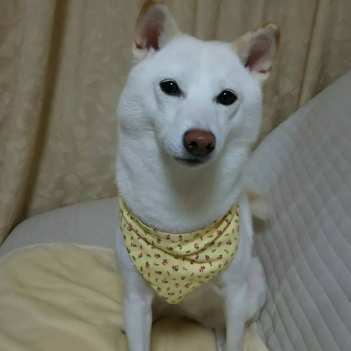 3dc62b3f 9c99 4753 8192 6185efed0d0d