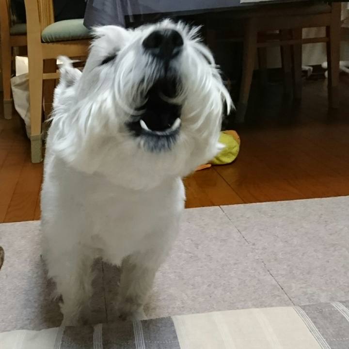 3de4d8bb 006a 4df0 b6c6 2a915b12031b