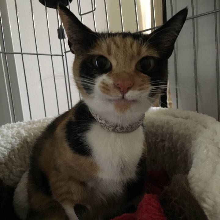 3de86084 0759 4b67 8b8a b09b6c4894d9