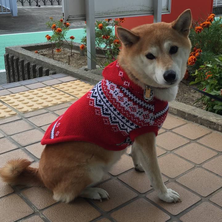 3dee06ee 1991 4343 9603 a72209cd20fe