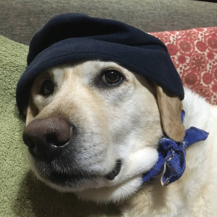 3e0cd0da 560f 4ad0 90e8 38dd5922af48