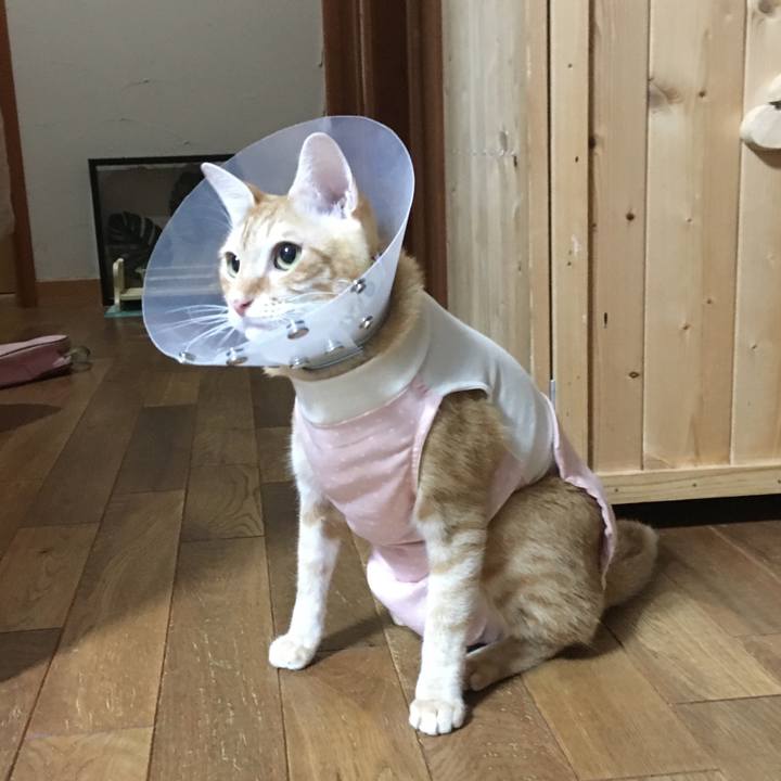 3e11ac6a 4296 40b7 b07e c31df0735521