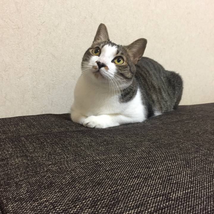 3e159267 1634 4467 90a4 6edef36533a5