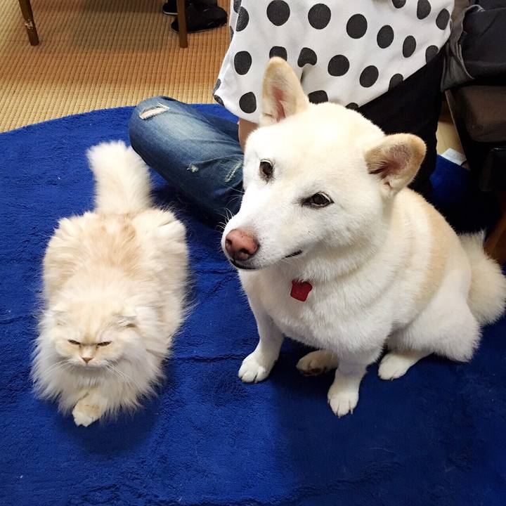 3e175955 bc95 404b b063 2e70f42afdf2