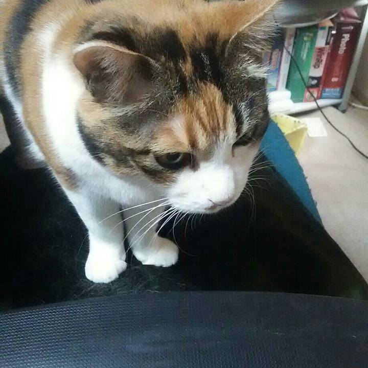 3e290a5a bbe8 4bd1 8a90 7eff32364414