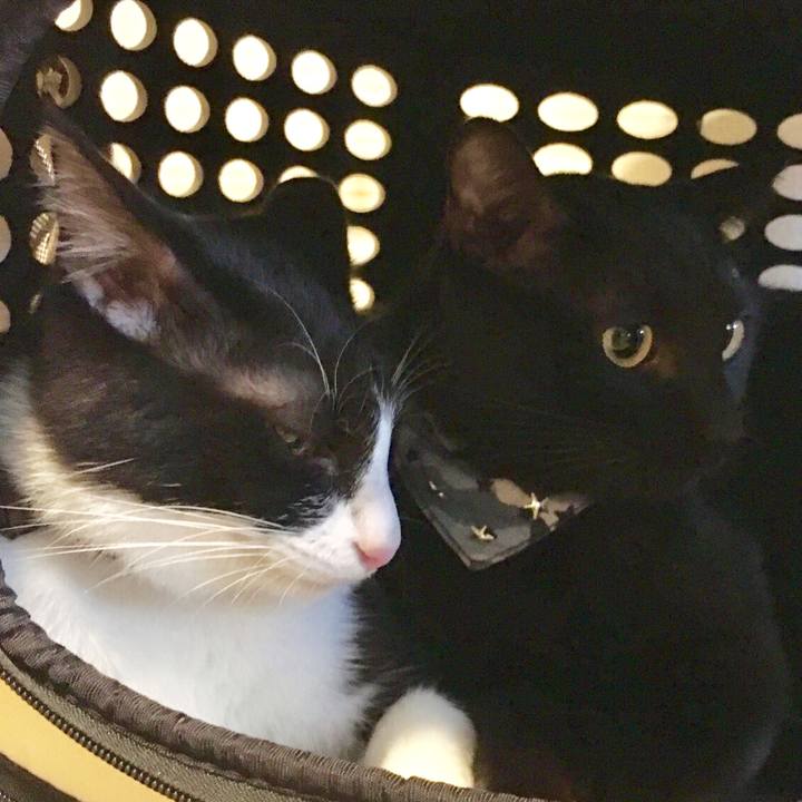 3e4bc292 1238 412c 868a e871068f2ee1