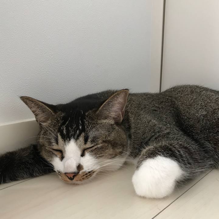 3e4e5cf1 0db4 4d10 91e2 a4f7e9f74f6d