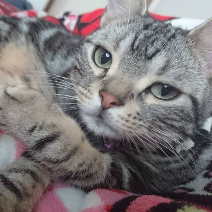 3e76c6ba 6f77 4b47 8875 b55b34f83778