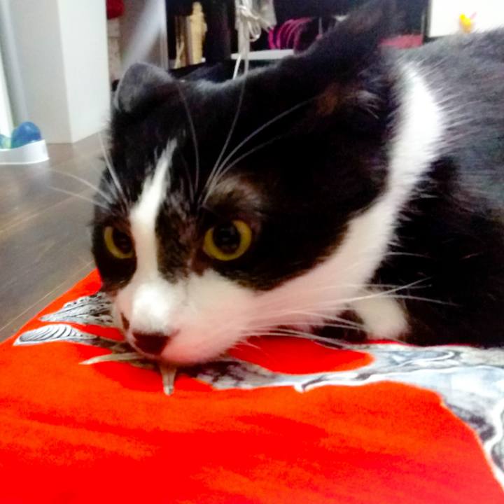 3e91cddf d4ea 4330 8238 546b983e7cd1