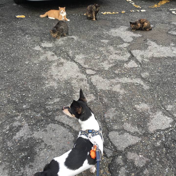 3e9c9dd0 a1fd 40d4 b03c 5f854842b2ee