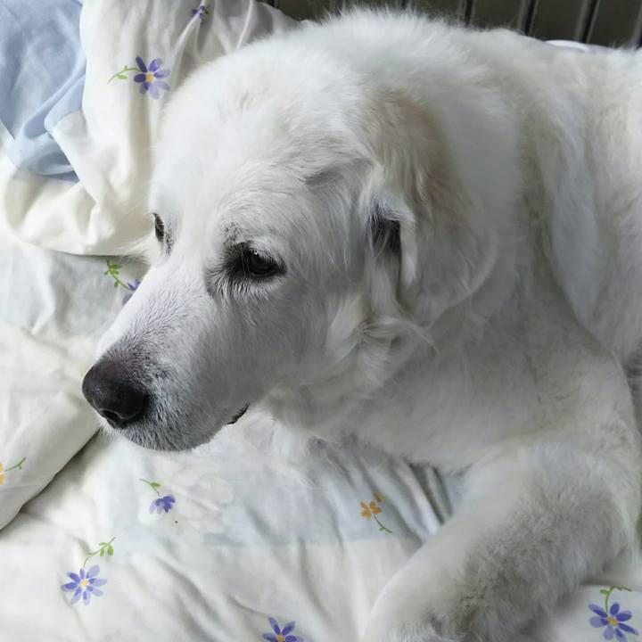 3e9e2962 91be 4fe4 83d6 472392882f15